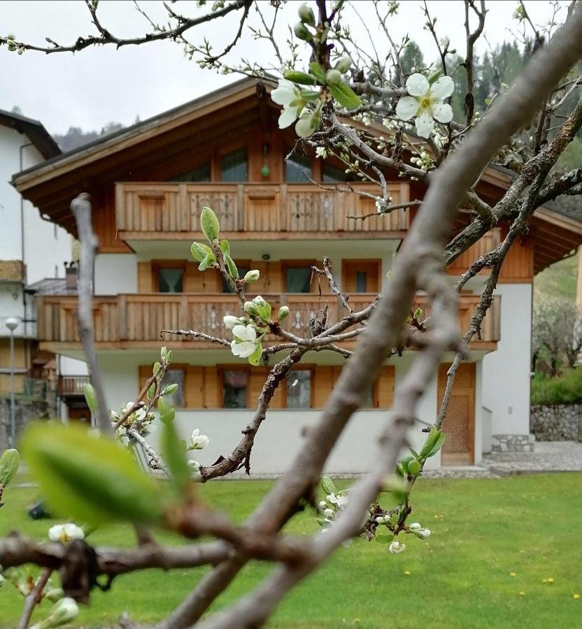 B&B Il Tulipano San Pietro di Cadore Eksteriør billede