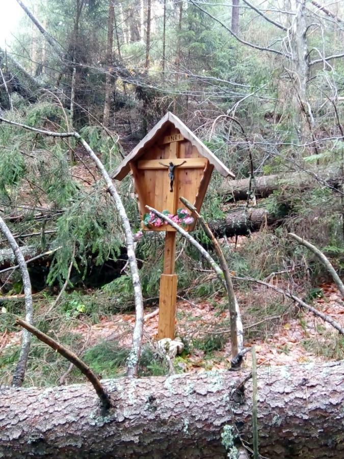 B&B Il Tulipano San Pietro di Cadore Eksteriør billede