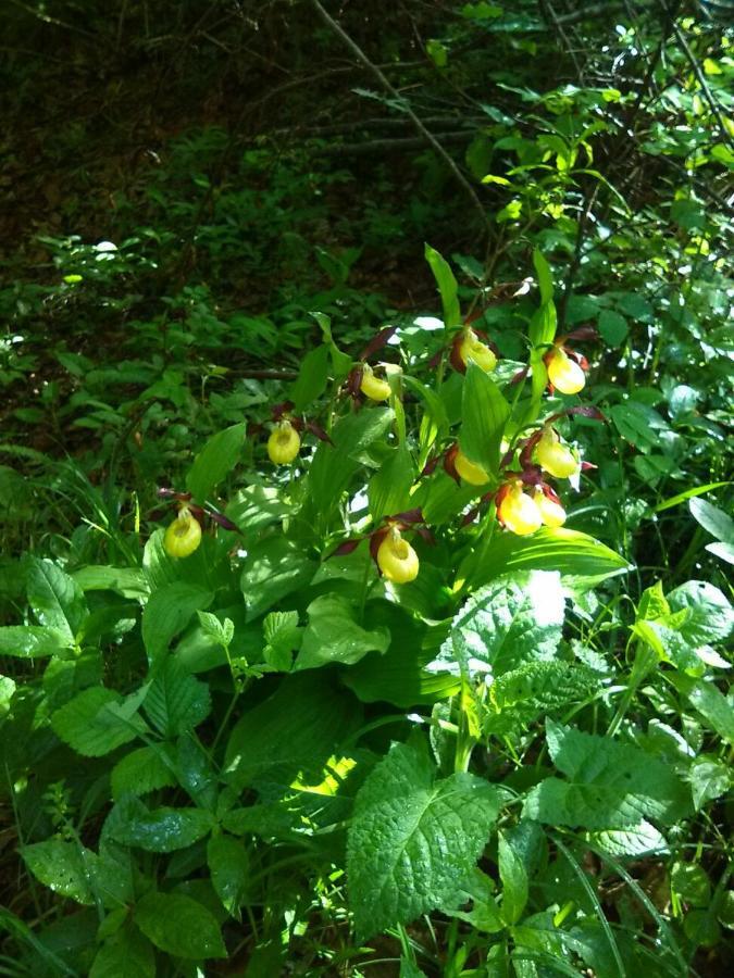 B&B Il Tulipano San Pietro di Cadore Eksteriør billede