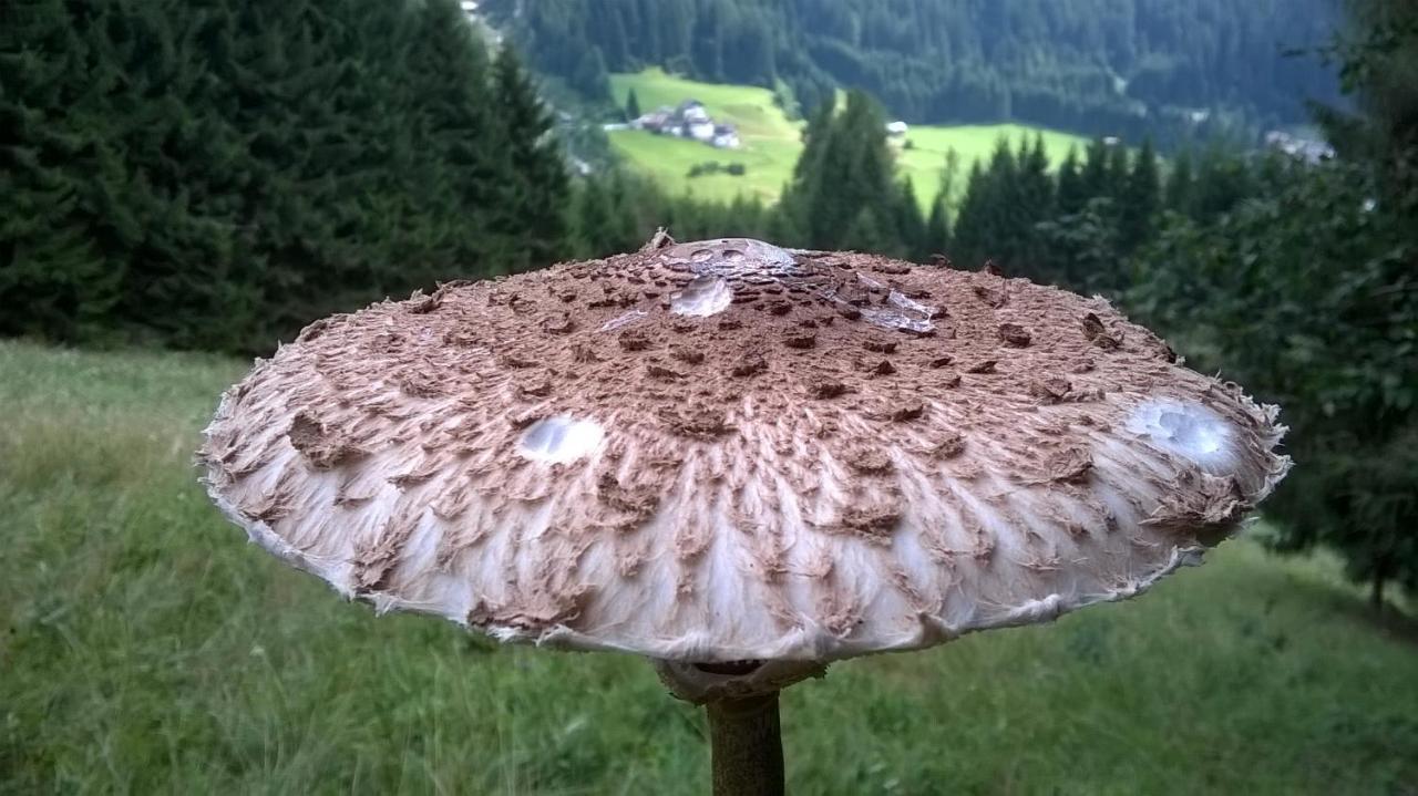 B&B Il Tulipano San Pietro di Cadore Eksteriør billede